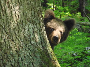 bearwatching Gorski kotar i smještaj u kući za odmor Vesna u Ravnoj Gori